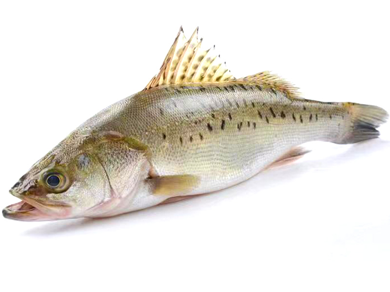 野生大鱸魚