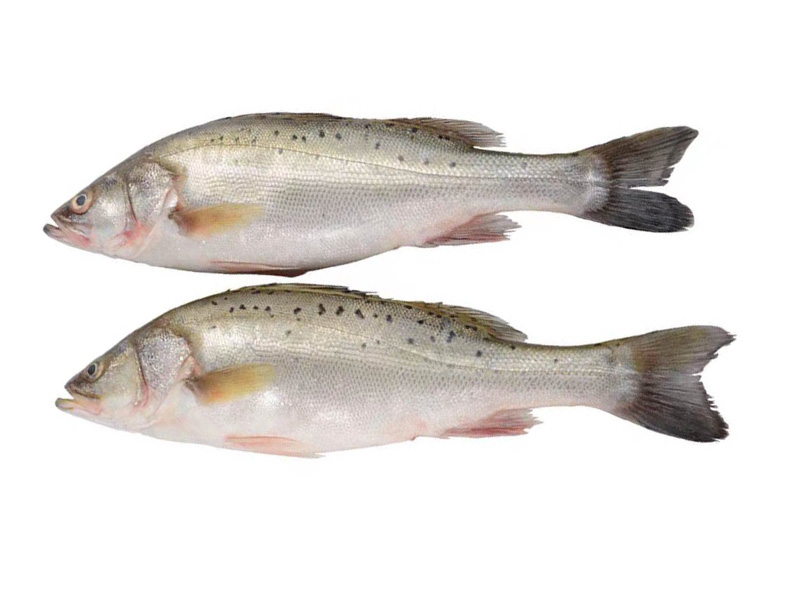 野生大鱸魚