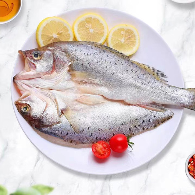 野生大鱸魚