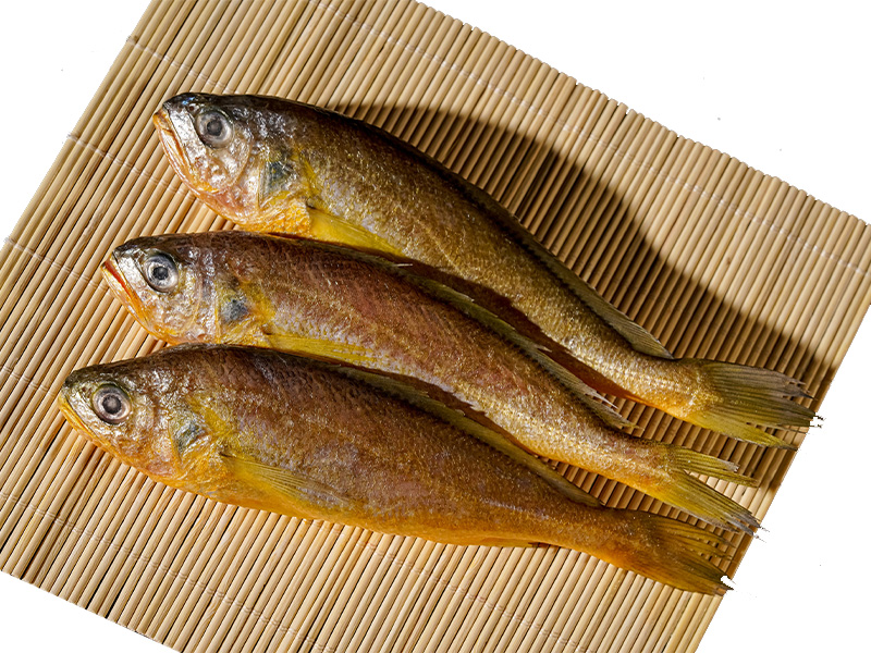 野生黃花魚