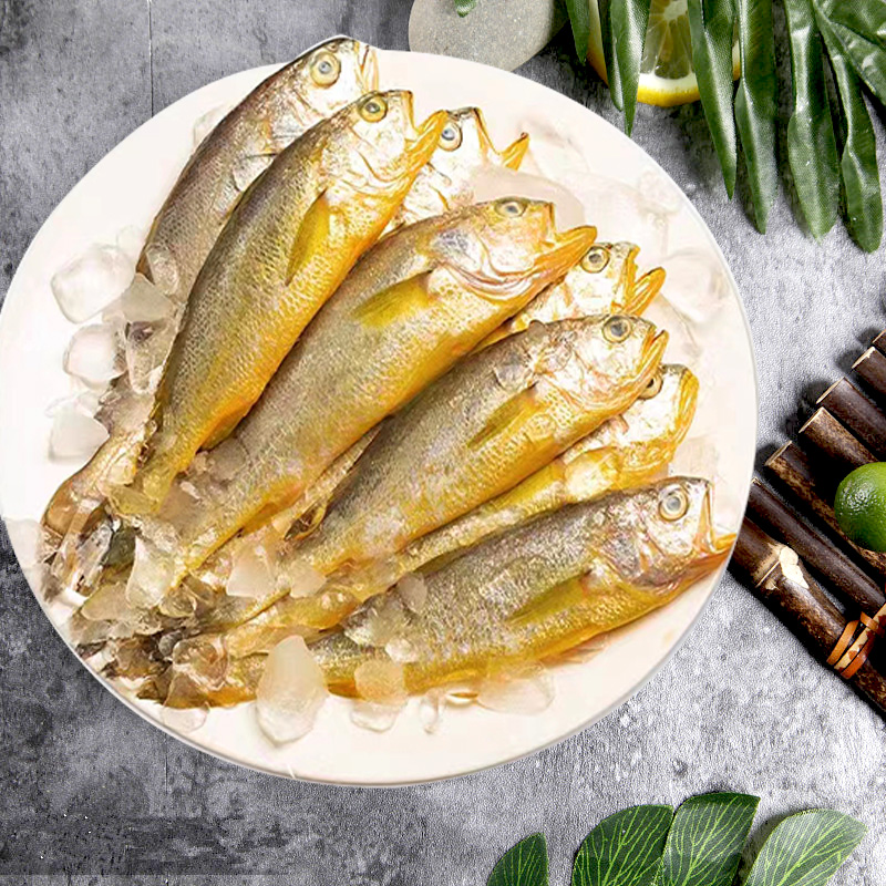 野生黃花魚