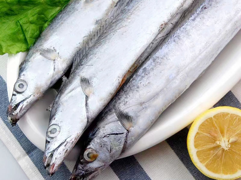 精品大帶魚