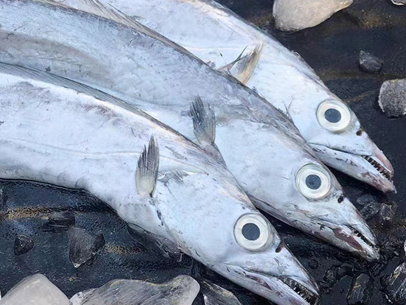 精品大帶魚