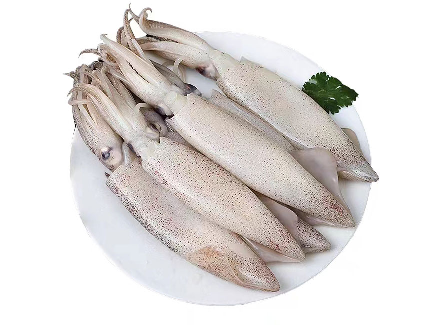 墨斗魚
