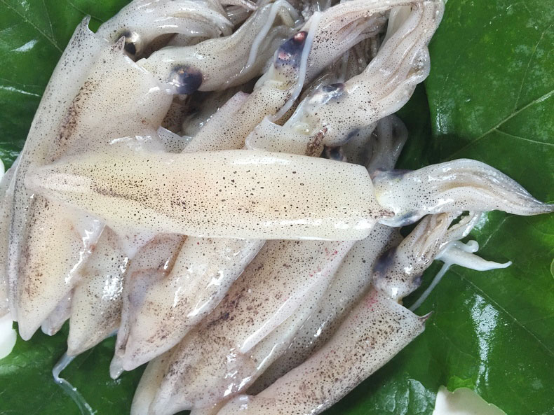 墨斗魚