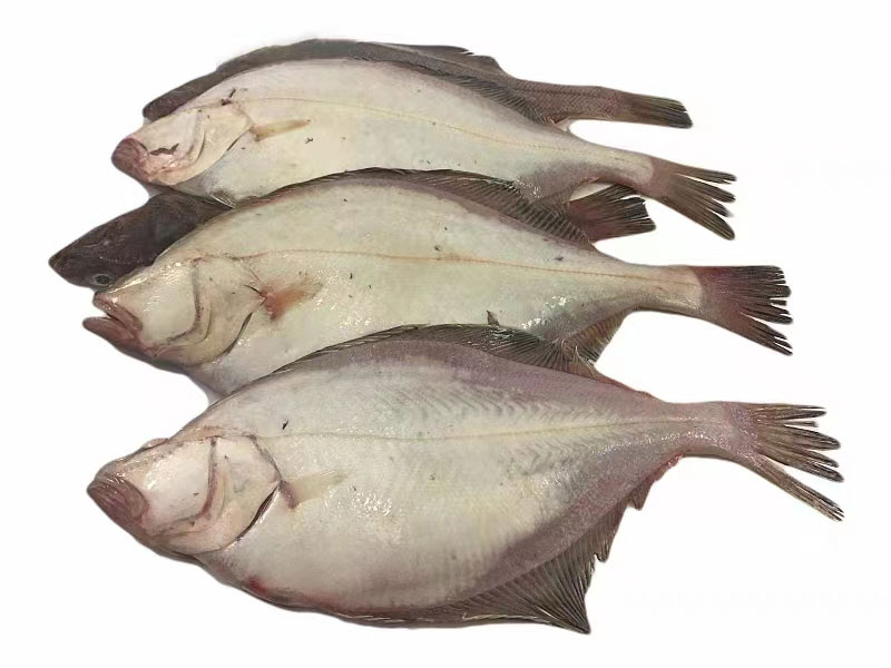 偏口魚