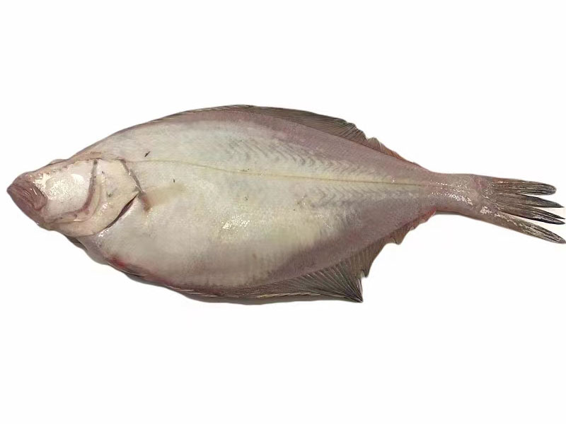 偏口魚