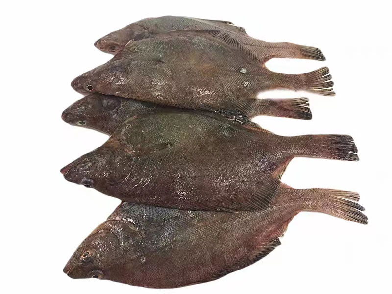偏口魚