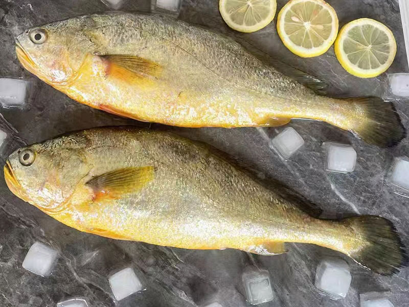 大黃魚