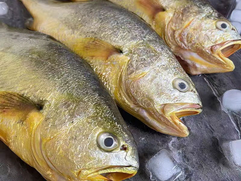 大黃魚
