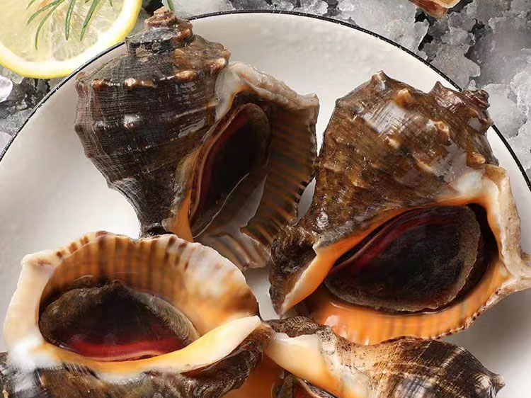 玉螺肉