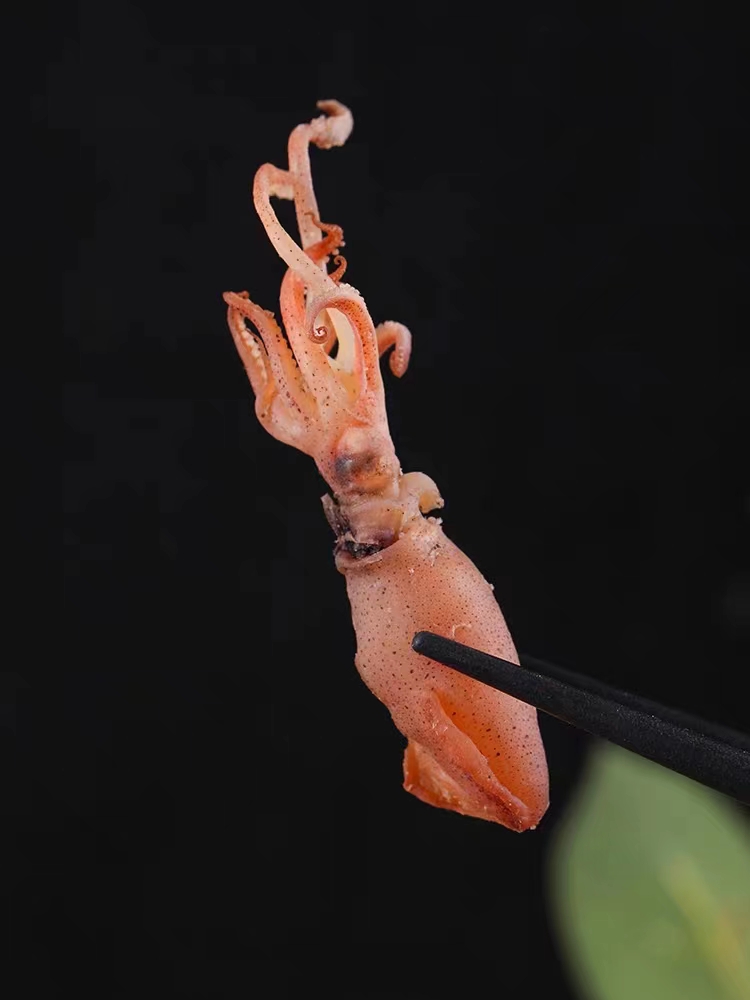 干墨斗魚